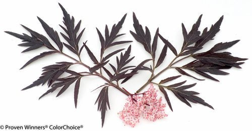 Black Lace® Elderberry