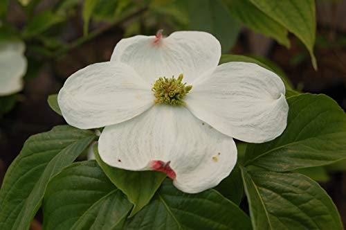 Cloud 9 Flowering Dogwood