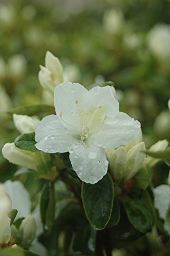 Delaware Valley White Azalea