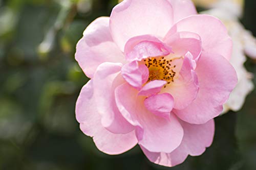 The Peachy Knock Out® Rose