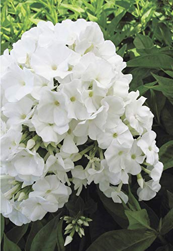 Volcano® White Garden Phlox