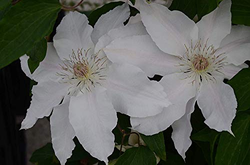 Hyde Hall Clematis