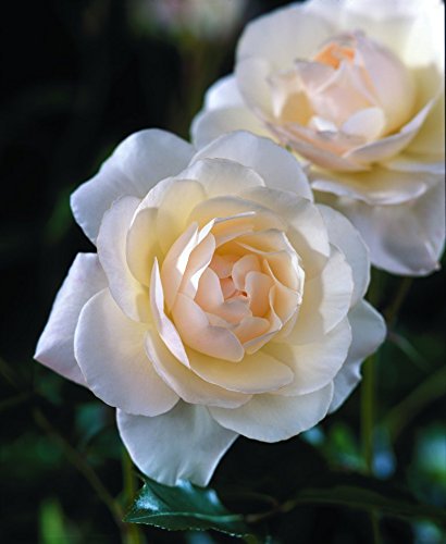 Iceberg Floribunda Rose