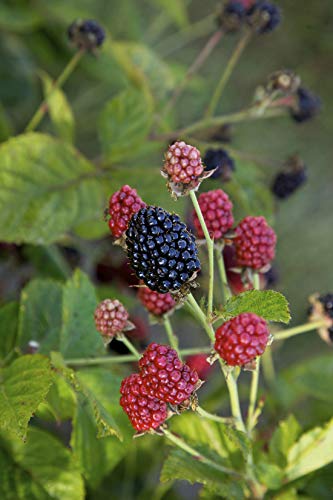 Baby Cakes™ Dwarf Thornless Blackberry