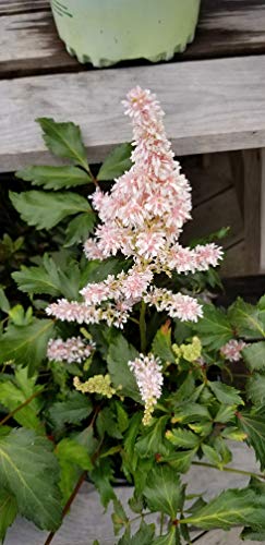 Peach Blossom Astilbe