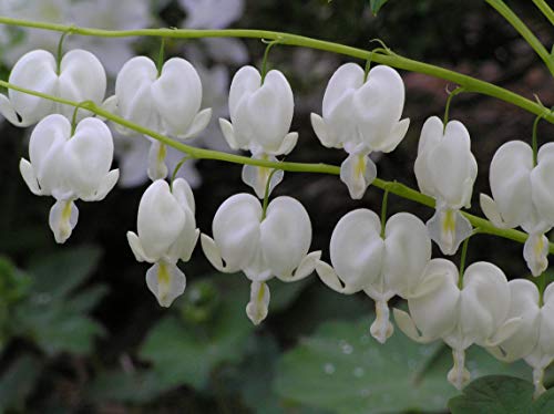 White Bleeding Heart