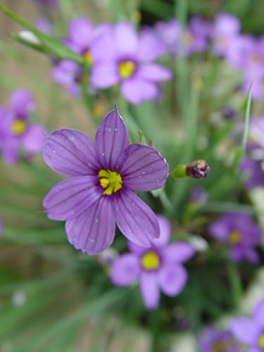 Lucerne Blue-Eyed Grass