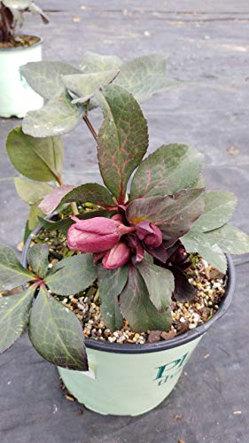 Dana's Dulcet® Lenten Rose