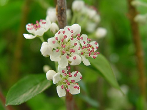 Brilliantissima Red Chokeberry