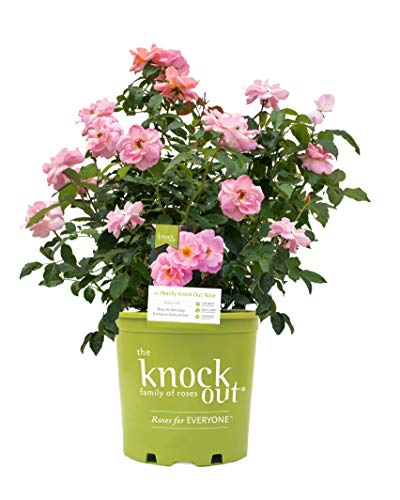 The Peachy Knock Out® Rose