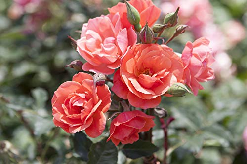 Coral Knock Out® Rose