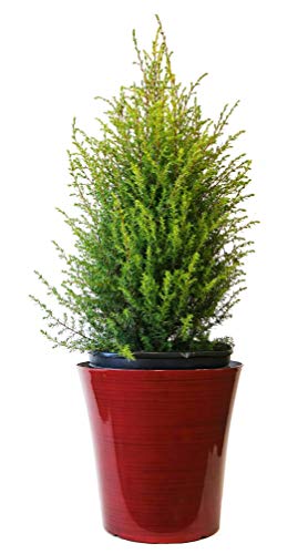 Gold Cone Juniper - Red Holiday Pot