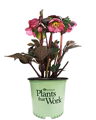 Pennys Pink Lenten Rose