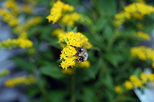 Fireworks Goldenrod