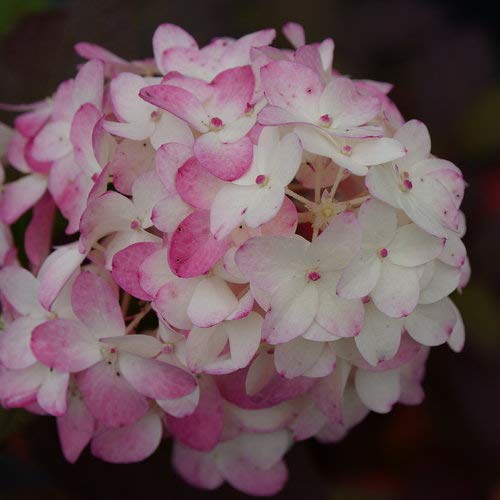 Fire Light Tidbit® Panicle Hydrangea