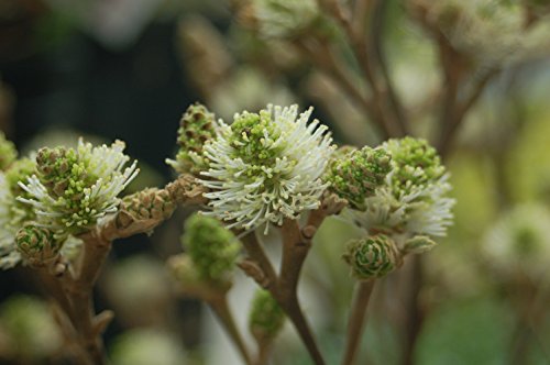 Mt. Airy Fothergilla