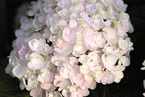 Endless Summer® Blushing Bride® Hydrangea