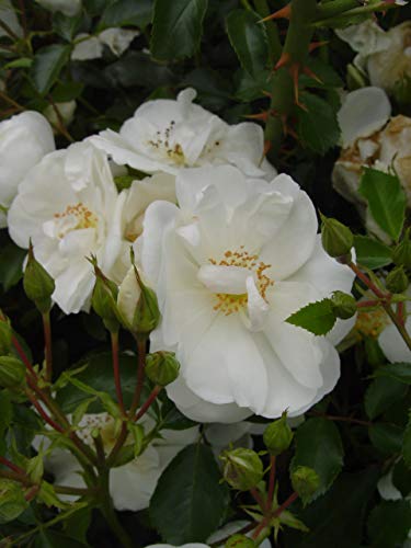 White Flower Carpet Rose