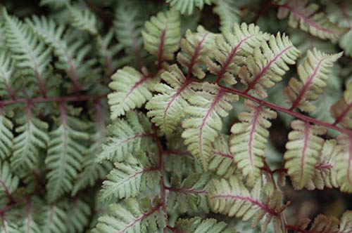 Japanese Painted Fern