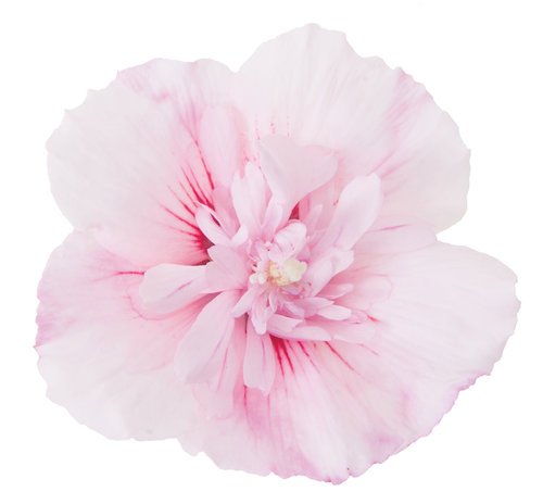 Pink Chiffon® Rose of Sharon