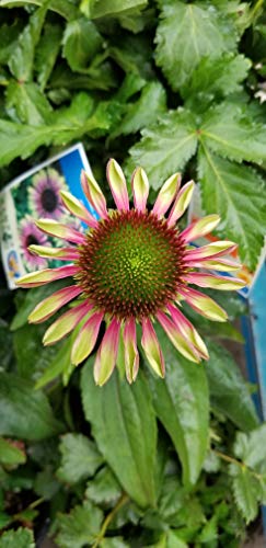 Green Twister Coneflower