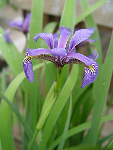 Blue Flag Iris