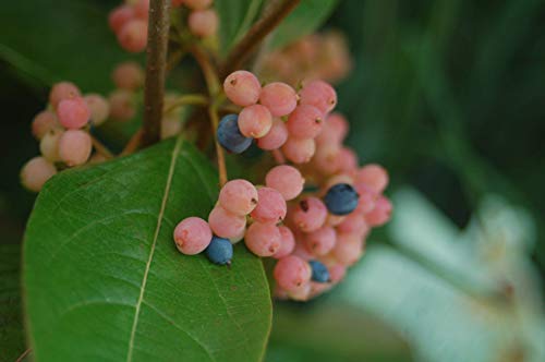 Winterthur Witherod Viburnum