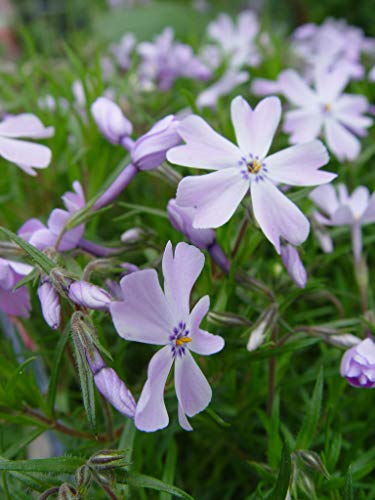 Emerald Blue Moss Phlox