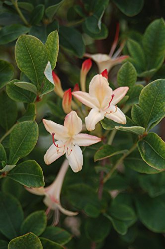 Lemon Drop Swamp Azalea