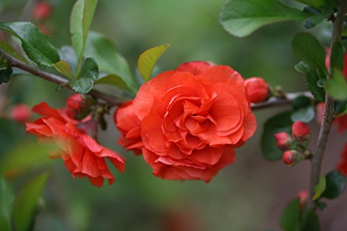 Double Take Orange™ Quince