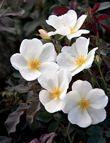 White Knock Out® Rose