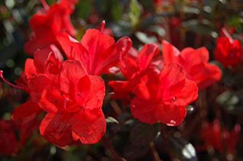 Stewatstonian Azalea