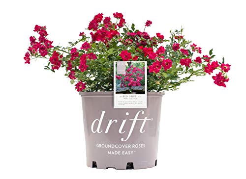 Red Drift® Rose