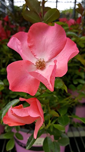 Coral Flower Carpet Rose