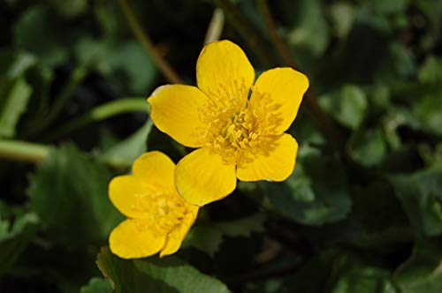 Marsh Marigold