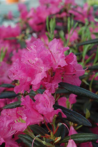 Landmark Rhododendron