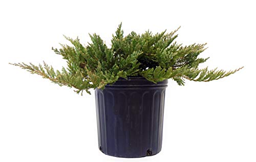 Blue Chip Creeping Juniper