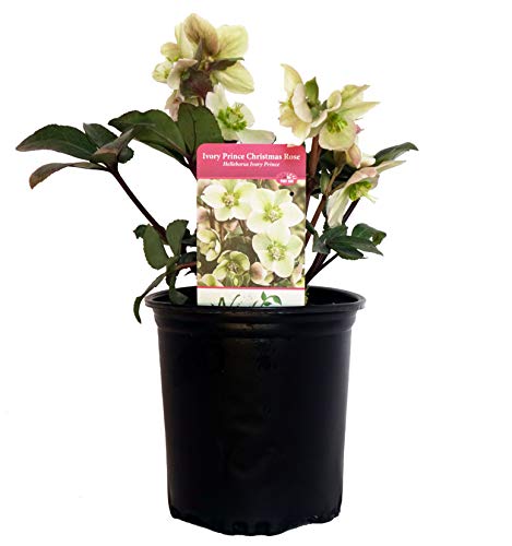 Ivory Prince Christmas Rose