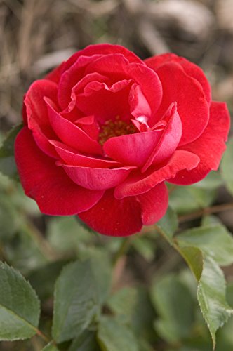 Como Park Rose