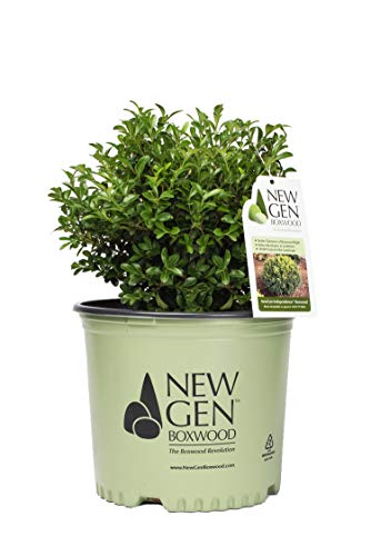 NewGen Independence® Boxwood