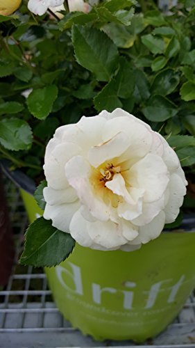 Popcorn Drift® Groundcover Rose