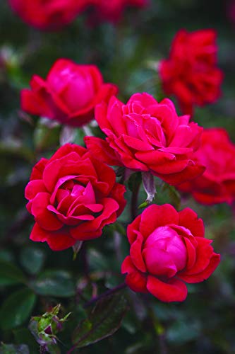 Double Knock Out® Rose