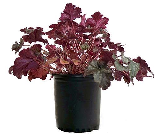 Plum Pudding Coral Bells