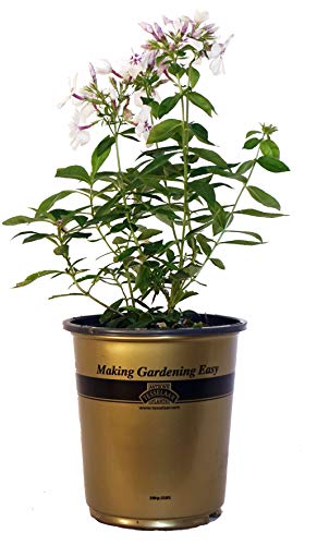 Volcano® Lilac Splash Garden Phlox