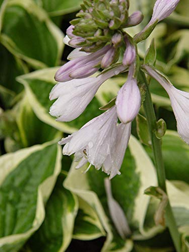 Patriot Hosta