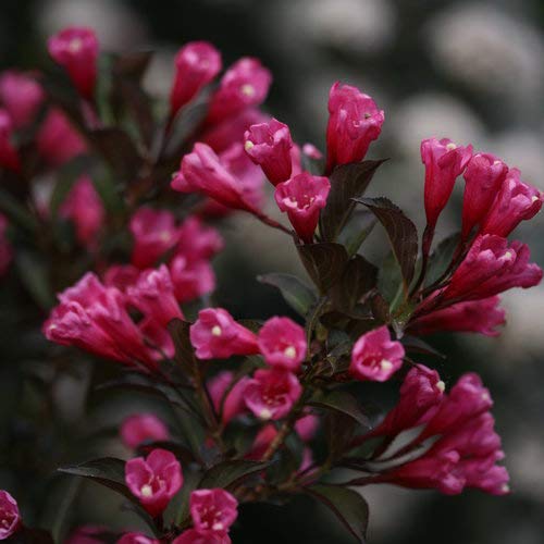 Wine & Roses® Weigela