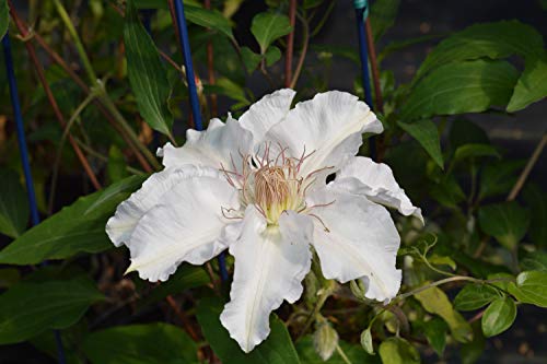 Hyde Hall Clematis