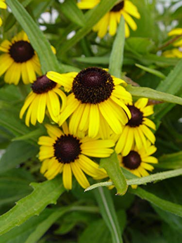 Viettes Little Suzie Rudbeckia