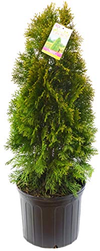 Emerald Green Arborvitae