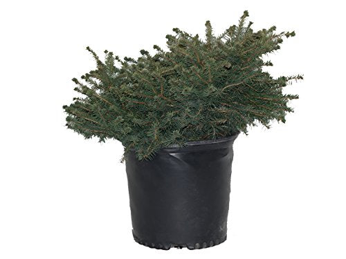 Birds Nest Spruce